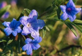 Lithodora diffusa